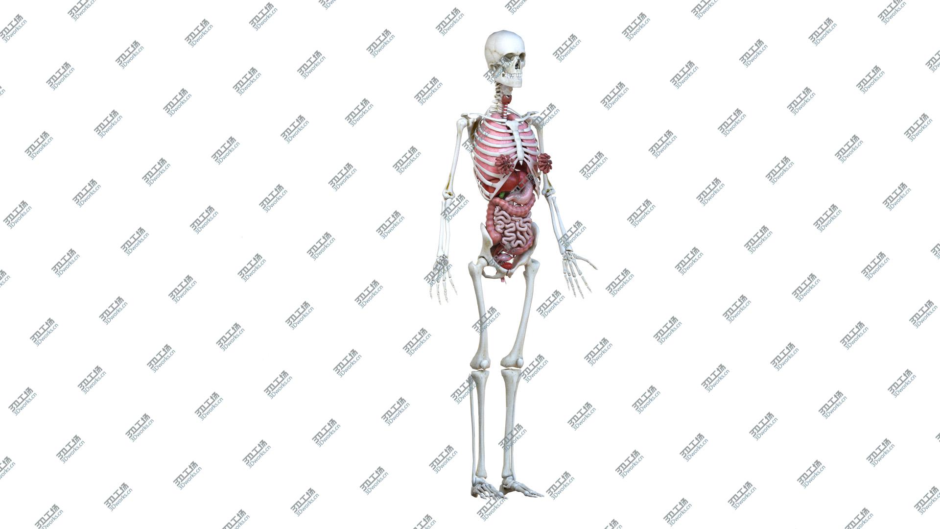 images/goods_img/20210313/Female Body, Skeleton and Organs (Low Poly) 3D model/4.jpg